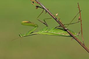 mantis religiosa 1.jpg